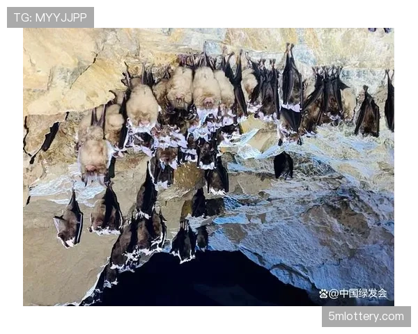 纽卡斯尔考察第二处市中心地块，新球场选址面临蝙蝠栖息地难题